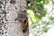 White-cheeked Starling is coming back to the nest for feeding their kids