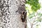 White-cheeked Starling is feeding their kids in Beijing