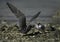 White-cheeked Tern feeding its chick at Busaiteen coast, Bahrain