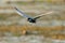 White-cheeked Tern in flight carrying a branch for a nest in Dan