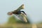 White-cheeked Tern in flight with a fish in it`s beak flying in