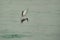 White-cheeked tern hovering