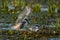 White-Cheeked Tern male bringing a water worm to a female Tern i