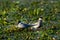 White-Cheeked Tern male giving a freshly caught fish to a female