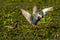 White-cheeked Tern males Sterna Repressa fighting for teritory