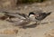 White-cheeked Tern mother and chick at Busaiteen coast, Bahrain