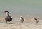 White-cheeked Tern: mother and chicks