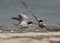 White-cheeked Tern pulling fish from other at Busaiteen coast of Bahrain