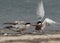 White-cheeked Tern snatching fish from other at Busaiteen coast of Bahrain