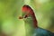 White-cheeked turaco detail