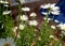 White cheerful daisies at garden