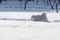 White cheerful dog runs in the winter on the snow in the park