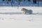 White cheerful dog runs in the winter on the snow in the park