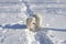 White cheerful dog runs in the winter on the snow in the park