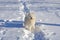 White cheerful dog runs in the winter on the snow in the park