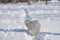 White cheerful dog runs in the winter on the snow in the park