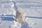 White cheerful dog runs in the winter on the snow in the park