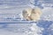 White cheerful dog runs in the winter on the snow in the park