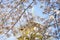 WHite Cheery blossum & x28;Sakura blossum& x29; with soft focus of japanese pagoda background, Ueno park