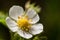 White cherry bloosom flower on branch in nature, flower background, symbol of arrival of spring