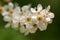 White cherry bloosom flower on branch in nature, flower background, symbol of arrival of spring