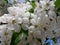 White Cherry Blossom Branch With Soft Petals And Green Leaves