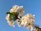 White Cherry Blossom Branch with soft petals,stamens and green leaves on blue sky background,cherry blossom branch macro,spring fl