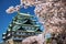 white cherry blossom with Nagoya Castle