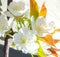 White cherry blossom in summer light