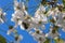 White cherry blossom tree and bronze beetle Latin Cetoniinae.