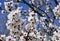 White Cherry Blossom Tree on a sunny day