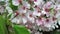 White Cherry Blossoms in the Breeze During Spring