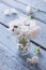 White cherry blossoms in a Vase