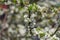 White cherry flower twig, branch floral close up