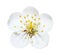 The white cherry flower with yellow stamens