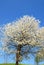 White cherry flowers in the blue sky