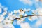 White cherry flowers on a blue sky, Honey bee flying - Spring ab