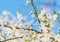 White cherry flowers on a blue sky, Honey bee flying - Spring ab