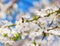 White cherry flowers on a blue sky, Honey bee flying - Spring ab