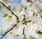 White cherry flowers on a blue sky, Honey bee flying - Spring ab