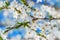 White cherry flowers on a blue sky, honey bee flying - spring ab