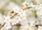 White cherry flowers Honey bee flying - Spring ab