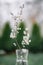 White cherry flowers twig on glass vase on spring time