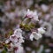 White Cherry Tree Blossom Closeup