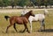 White and chesnut arabian horses