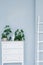 A white chest of drawers and potted plants on it, a white stepladder against a light blue wall