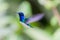 White-chested hummingbird flapping its wings