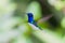 White-chested hummingbird flapping its wings