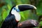 White chested toucan