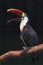 White-chested toucan. Ramphastos tucanus tucanus.